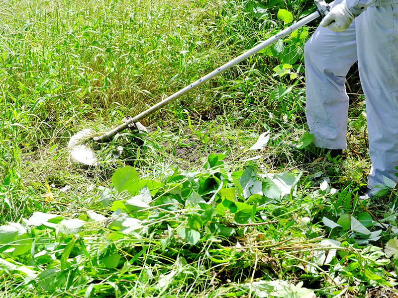 枝の伐採・草刈り